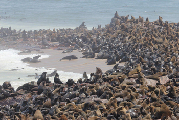 Namib Guesthouse: Cap Cross Seelöwenkolonie