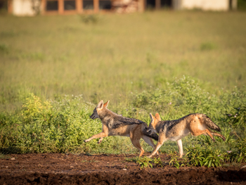 Nxai Pan Camp: Schakale
