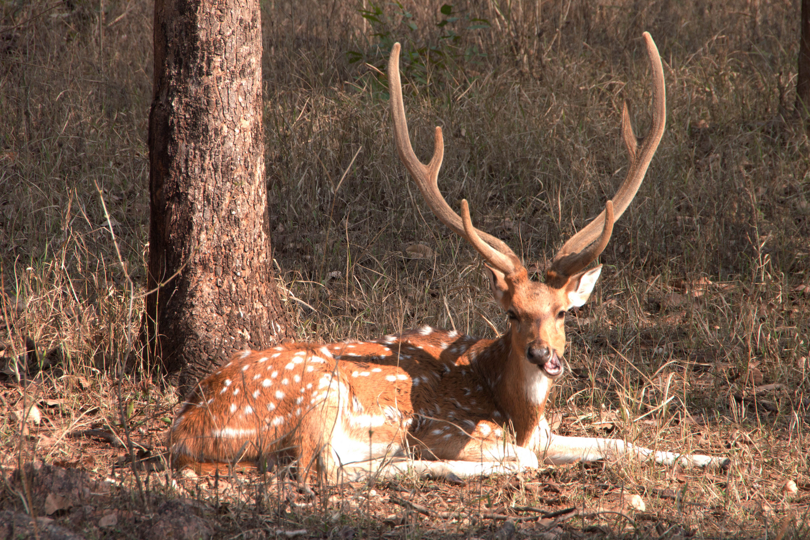Pench Jungle Camp Pench Jungle Camp
