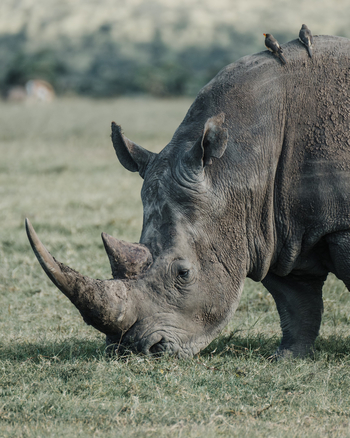 Porini Rhino Camp: Nashornportrait