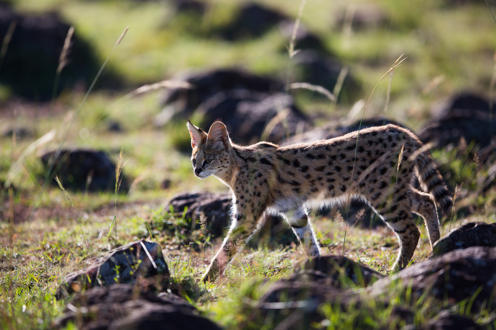 Rekero Camp Rekero Camp: Serval