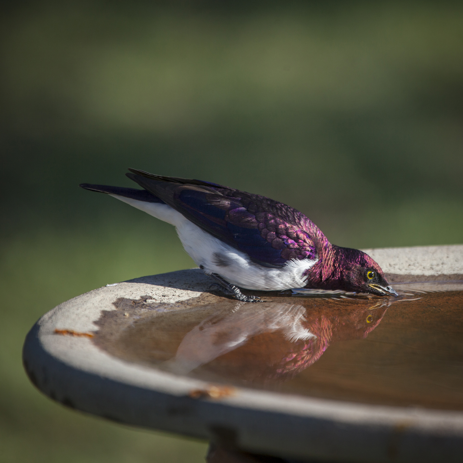 Richard's River Camp Richard's River Camp: Amethystglanzstar