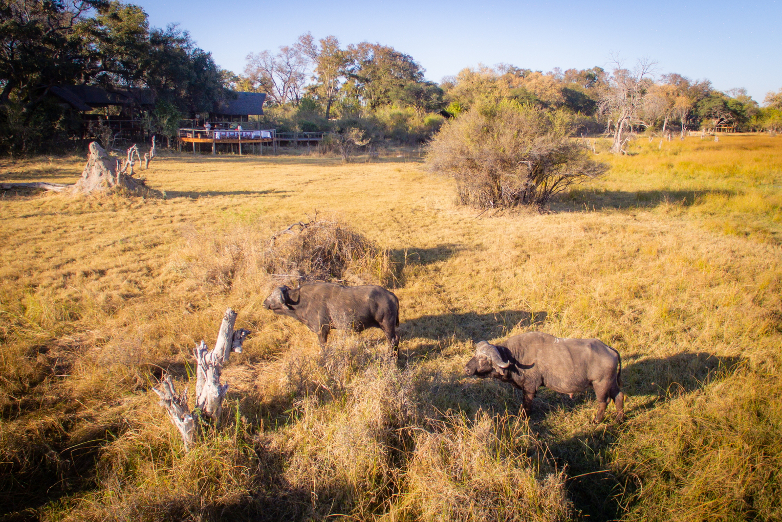 Rra Dinare Camp Rra Dinare Camp: Alte Büffel vor dem Camp