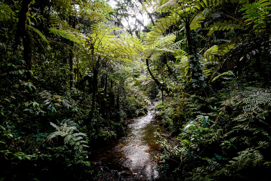 Sanctuary Gorilla Forest Camp