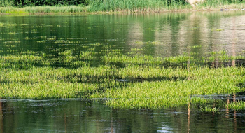 Sawai Vilas: Surwal Lake - Sumpfgräser