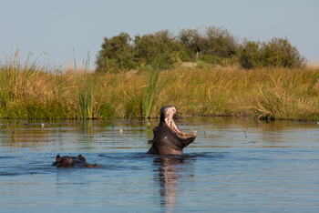 Selinda Explorers Camp Selinda Explorers Camp: Gähnendes Nilpferd