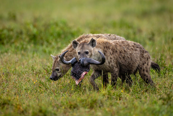 Serian Serengeti Lamai: Tüpfelhyäne mit Gnuschädel