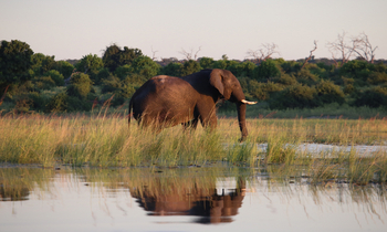 Serondela Lodge: Elefant mit Spiegelung im goldenen Morgenlicht