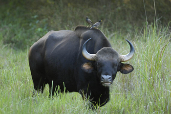 Shergarh Tented Camp: Gaur miit Mynahs