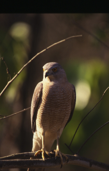 Shergarh Tented Camp: Schikrasperber