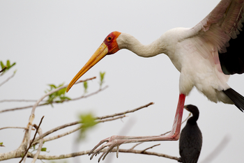 Shinde Lodge Shinde Lodge: Nimmersattstorch