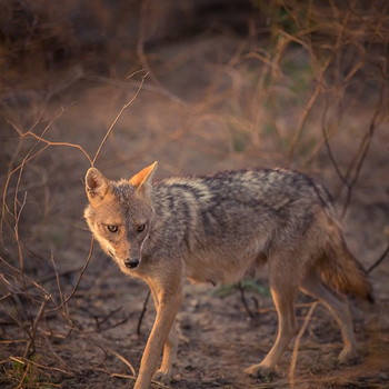 The Wildflower Resort The Wildflower Resort: Indischer Wildhund