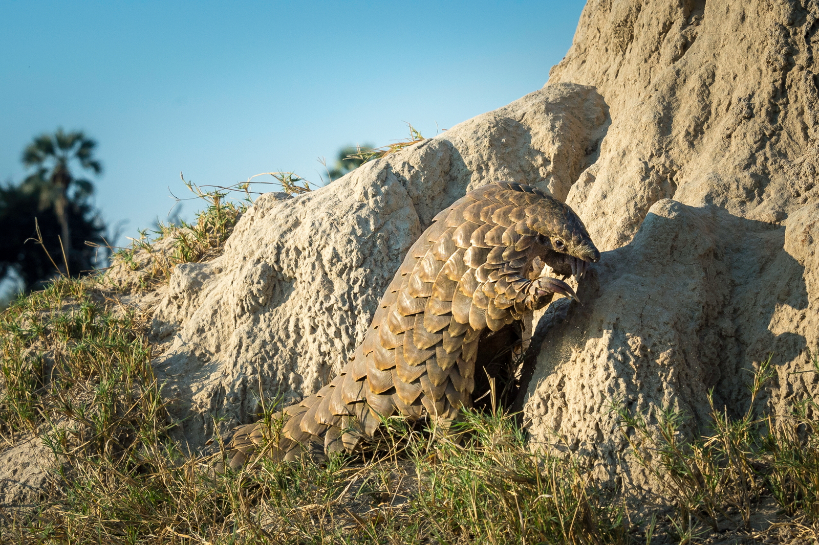 Tubu Tree Camp Tubu Tree Camp: Pangolin - Schuppentier