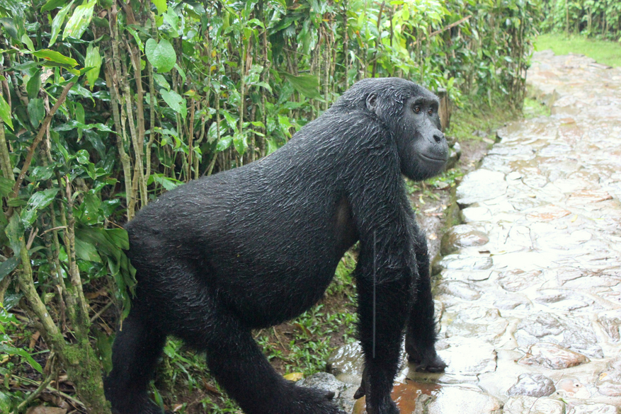 Volcanoes Bwindi Lodge