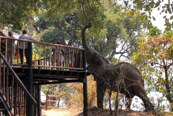 Vundu Camp Vundu Camp: Elefant am Deck