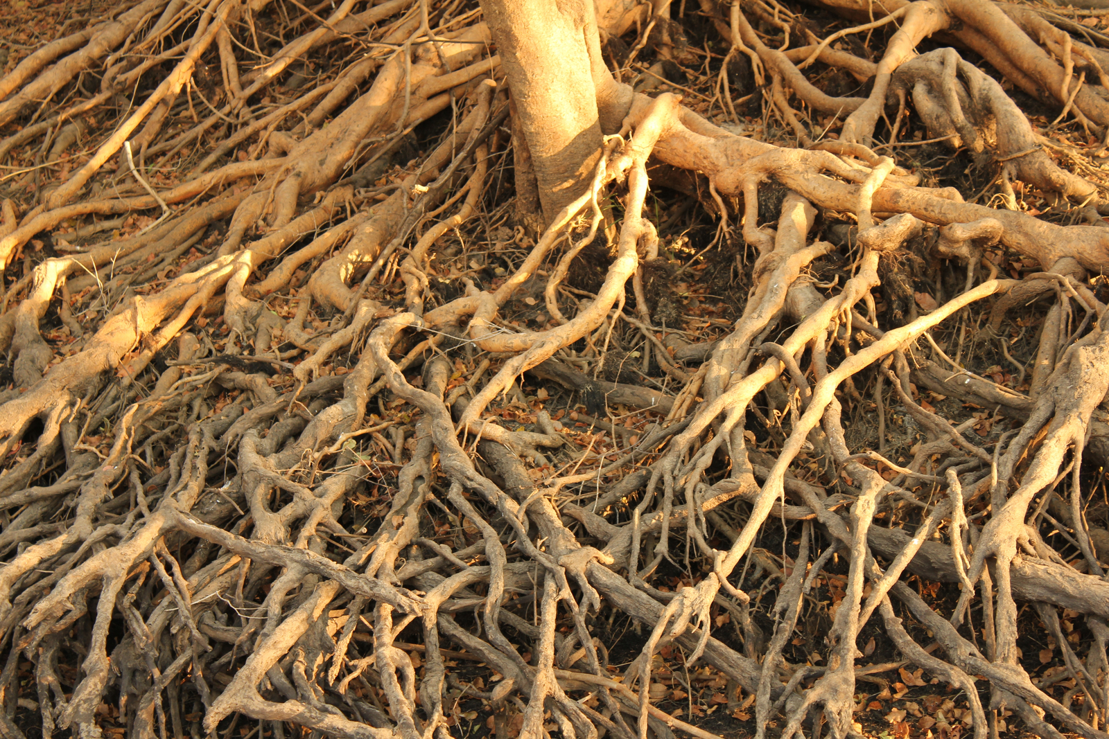 Waterberry Zambezi Lodge Waterberry Zambezi Lodge