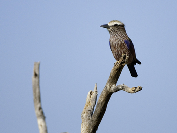 Abu Camp Abu Camp: Strichelracke - Purple Roller