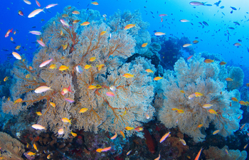 Alphonse Island Lodge: Korallen