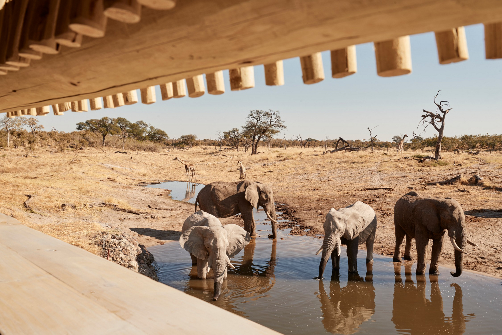Belmond Savute Elephant Lodge Belmond Savute Elephant Lodge: Elefanten for dem Hide