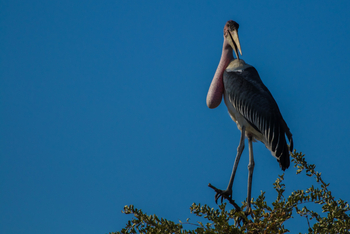 Chief's Island: Marabu
