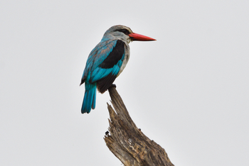 Chilo Ivory Trail Adventure: Woodland Kingfisher