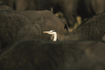 Duba Explorers Camp: Kuhreiher in der Büffelherde