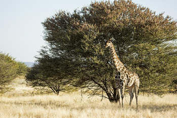Eagle Tented Lodge: Giraffe