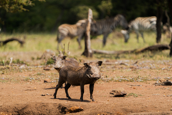 Encounter Mara Camp: Warthog