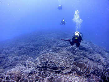 Fundu Lagoon: Tauchen