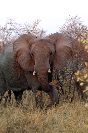 Ghoha Hills Savuti Lodge Ghoha Hills Savuti Lodge: Elefant mit Drohgebärde