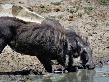 Ghoha Hills Savuti Lodge Ghoha Hills Savuti Lodge: Warzenscheine