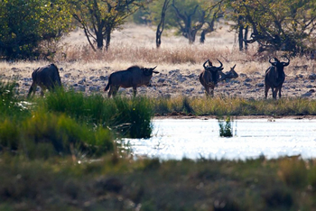 Halali Camp: Gnus am Wasserloch