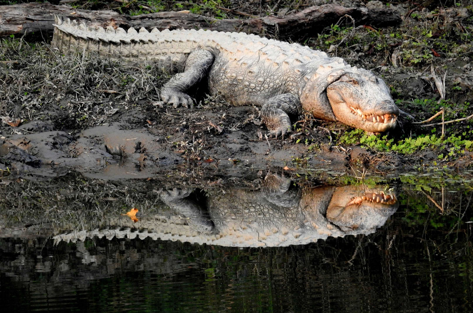 Pench Tree Lodge Pench Tree Lodge