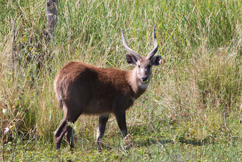 Jacana Camp: Sitatunga-Antilope