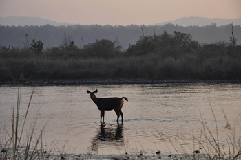 Jim's Jungle Retreat: Sambar-Hirsch