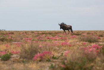 King Lewanika Lodge: Streifengnu und Blumenwiese