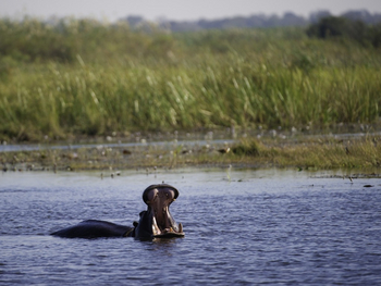 Kings Pool Camp Kings Pool Camp: Nilpferd