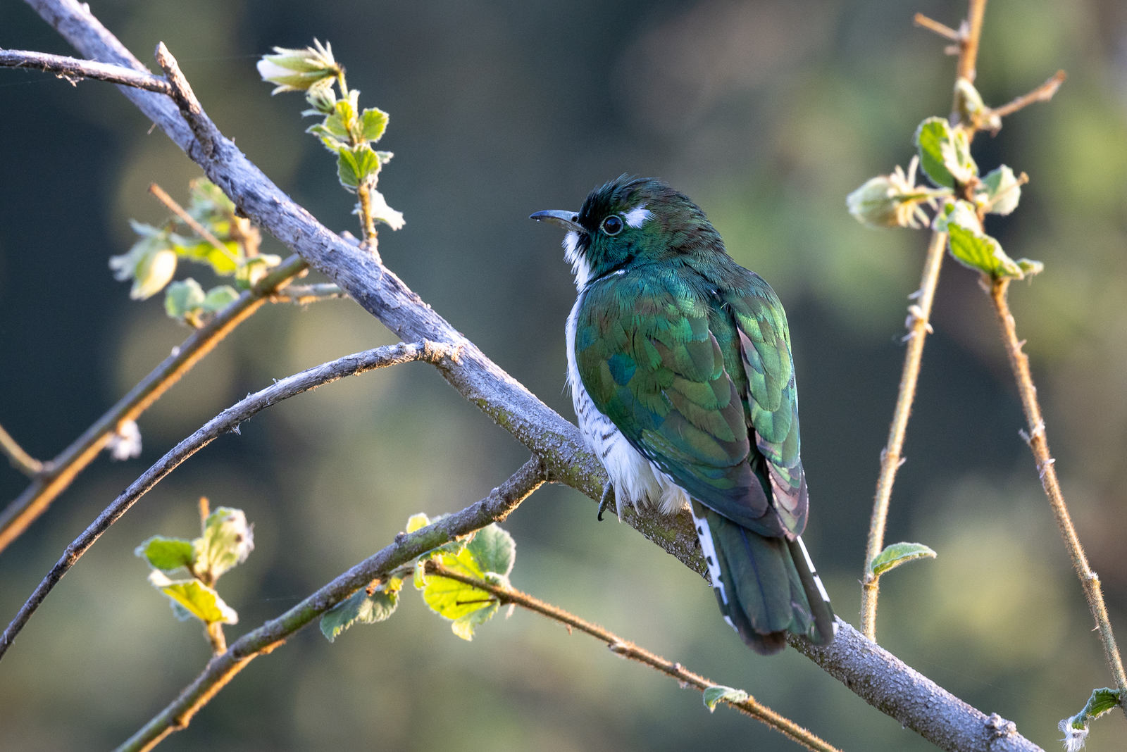 Kisima Ngeda Camp Kisima Ngeda Camp: Klaaskuckuck