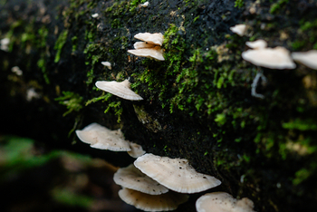 Koroi Forest Camp: Baumstamm mit Pilzen und Moos