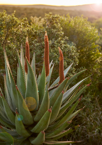 Kwandwe Ecca Lodge: Agave