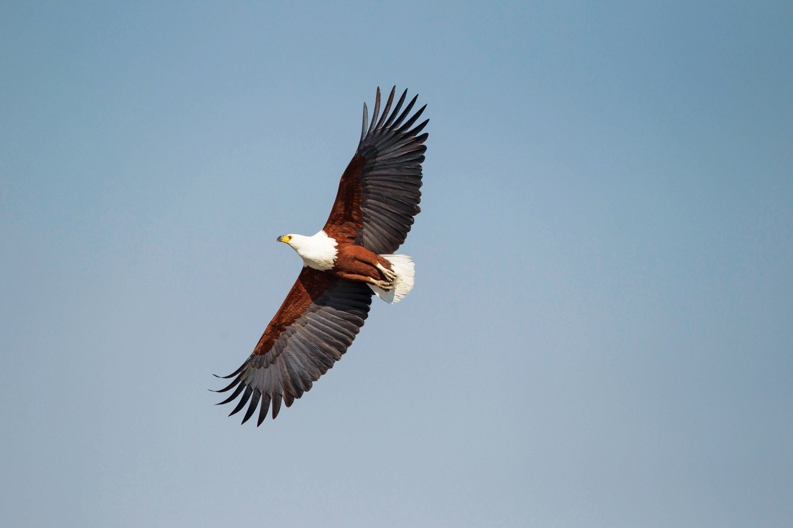 Leroo La Tau Lodge Leroo La Tau Lodge: Fischadler