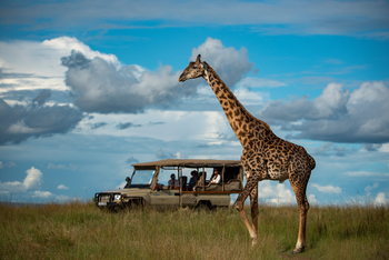 Naibor Camp: Giraffe