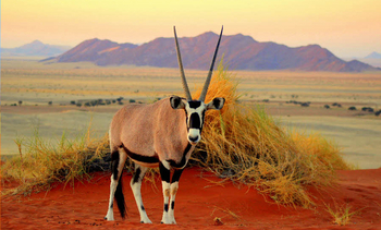 Namib Desert Lodge: Oryx