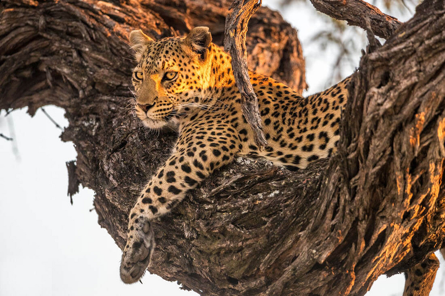 North Island Okavango Camp