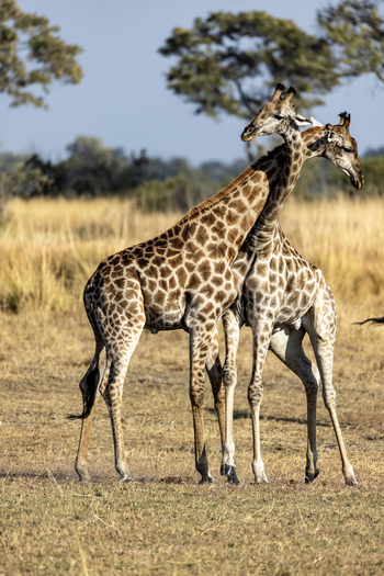North Island Okavango Camp North Island Okavango Camp: Rangelnde Giraffen