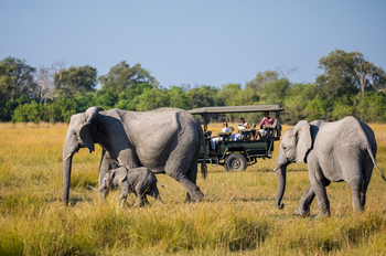 Okavango Explorers Camp Okavango Explorers Camp: Elefantenfamilie