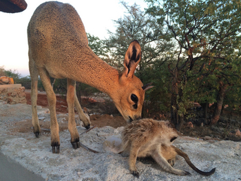 Okutala Lodge: Klippspringer und Meerkatze