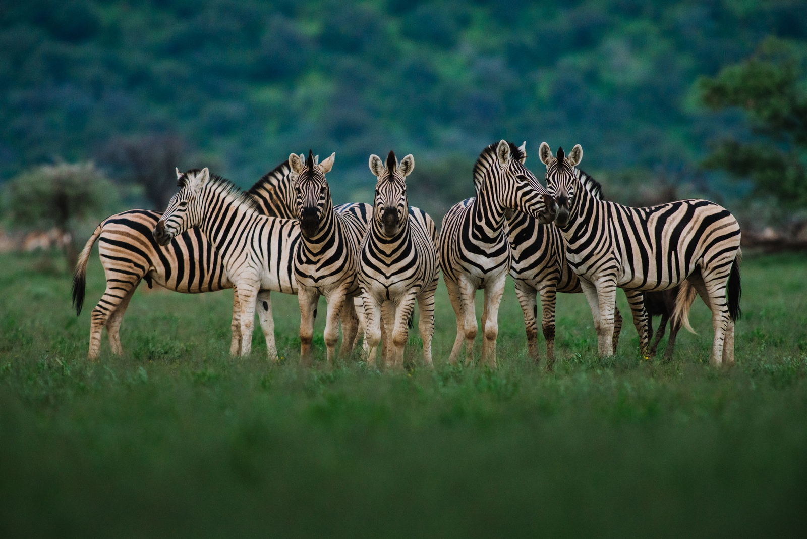 Old Traders Lodge Old Traders Lodge: Zebras
