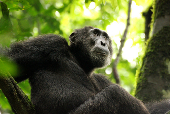 Papaya Lake Lodge: Schimpansenportrait