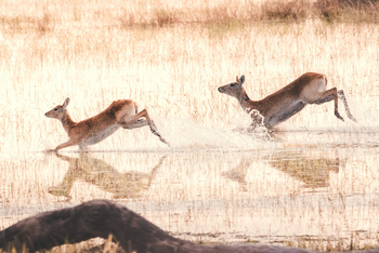 Pom Pom Camp: Antilopen im tiefen Wasser